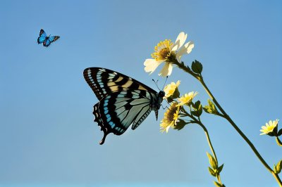 butterfly, summer, nature, flower, pollinator, insect, blue sky, wings, pollination, yellow color, macro photography, insect wings, natural environment, yellow flower, daylight, garden, natural beauty, wild nature, insect beauty, reconnection with nature