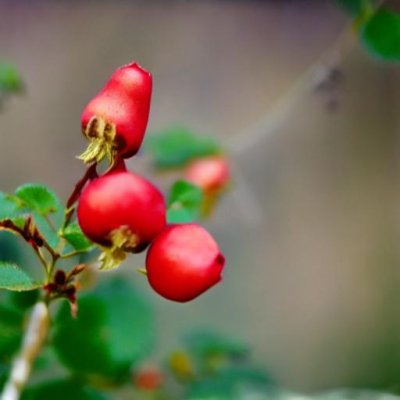 rosehip, red, nature, wild rose, harvest, fruit, botany, shrub, leaf, green, macro, garden, plant, outdoor, seasonal, natural, background, five, native, ecological, colorful