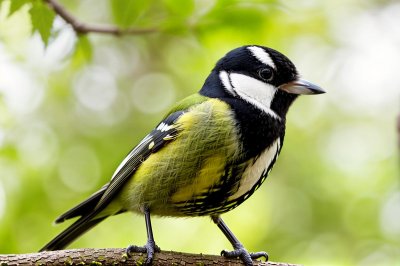 great tit, bird, nature, macro, green background, natural environment, songbird, yellow breast, wildlife, bokeh effect, feathers, avian, perched bird, wood texture, passerine, background, beak, garden bird, small bird