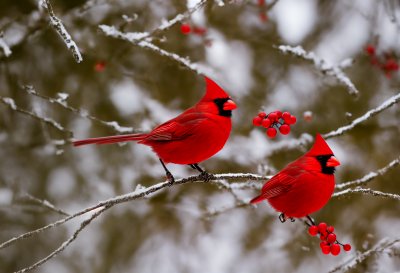 cardinal, winter, forest, red berries, transition, wilderness, snow, branches, winter scenery, nature, fauna, wildlife, natural environment, ecology, flora, red, vivid bird, bird feeding, cardinal in winter, green leaves