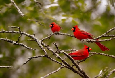 northern cardinal, north america, male and female, bird couple, wildlife, tree branch, yellow bird, red bird, bird migration, natural habitat, ornithology, spring season, bird watching, beak, feathers, sexual dimorphism, natural scenery, branches, green leaves, red crest