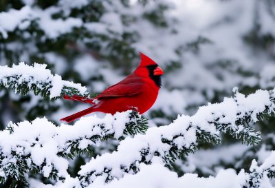 cardinal, snow, winter, fir tree, laden, forest, wilderness, nature, bird, red, branches, avian world, state of the city, deforested, pet, songbird, natural environment, snowy, simplicity, czech republic, birdwatching
