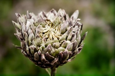 artichoke, wilted, dry, seed, fluff, dried flowers, nature, close-up, contrast, plant, gardening, ephemerality, decay, autumn, curls, background, visible textures, fluffy, vibrant vegetation, diffused light