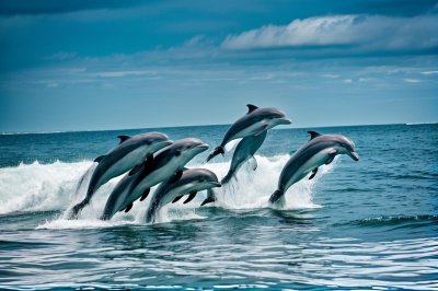 dolphin, nature, ocean, water, blue, mammals, friends, fun, play, jump, fluffy, playing in water, joy, natural, wild, water play, romantic, energetic, marine life