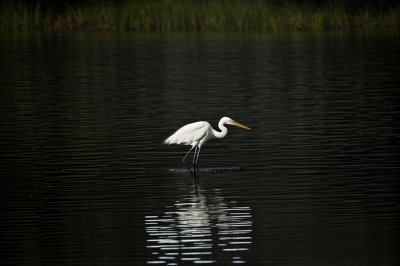 egret, bird, animal, wings, feathers, wildlife, water bird, nature, korean, calm, reflection, pond, rock, simplicity, beige, photography, unique, silence, evening, zen