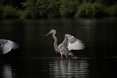 heron, bird, animal, wings, feathers, white, river, water, korea, nature, current, wild, hunting, elegant, fishing, gloss, reflection, landscape photography