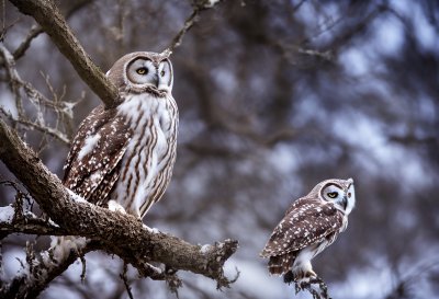 owl, bird, nature, wildlife, feathers, predator, ornithology, plumage, winter, snow, landscape, cold, frozen, forest, snow-covered, hunter, beauty, white, looking out