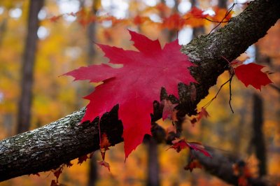 maple leaf, autumn, red color, natural texture, forest, tree branches, raindrops, wet leaves, countryside, nature's beauty, japanese maple, nature, broad leaf, fall foliage, nature details, outdoor environment, weather, tranquility, botany, rainy weather, green background