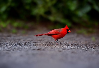 northern cardinal, male bird, wildlife, bird on ground, nature, beak, feathers, green background, garden, pavement, bird feeding, foraging, in spring, female bird, outdoors, bird, animal portrait, movement, backyard, amongst leaves