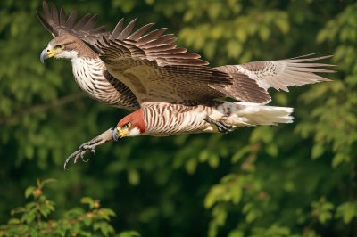 bird of prey, flying bird of prey, reddish-brown feathers, white head, against green background, in nature, flight, predator, foraging, falconry, eyes, claw, wilderness, bird enthusiast, ecology, avian world, scratching animal, hunter, beak