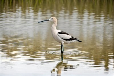 wading bird, american avocet, wetland, long legs, black and white, sand, bird, environment, natural, habitat, animal, water bird, camouflage, nature, fauna, bird migration, shore, charadriiformes, nature reserve