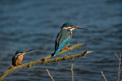 nature, animal, bird, kingfisher, ornithology, feathers, perched, branch, wilderness, blue, predator, common, ecology, environment, birdwatching, fauna, biodiversity, habitat, species, calm