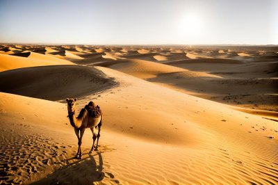 camel, desert, dune, sand, sahara, sun, heat, shadow, caravan, nature, camel ride, nomad, sky, dry, footprints, travel, evening, colors, desert landscape, adventure, silence