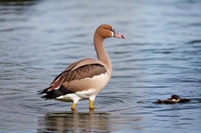egyptian goose, water bird, wild goose, nature, lake, water, standing in water, colorful, feathers, beak, ripples, birdlife, african bird, wild, lonely, smooth, natural habitat, water surface, wildlife