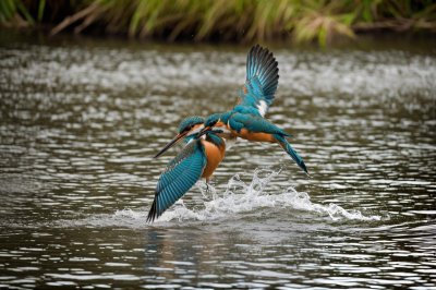 kingfisher, bird, diving, water, river, fish, splash, hunting, feathers, blue, orange, speed, precision, beak, underwater, catch, wildlife, animal, capture, nature, natural world