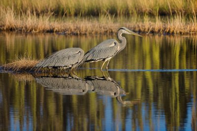 heron, reflection, nature, wildlife, wetland, golden hour, white, serene, water, bird, wild, image, wading bird, dripping, outdoors, focus, fauna, detail, animal