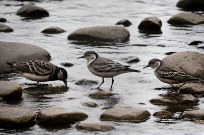 bird, water bird, nature, stone, river, wagtail, ornithology, feather, rock, water, sitting, wild, habitat, migration, moss, animal, predator, shore, terrestrial, conservation