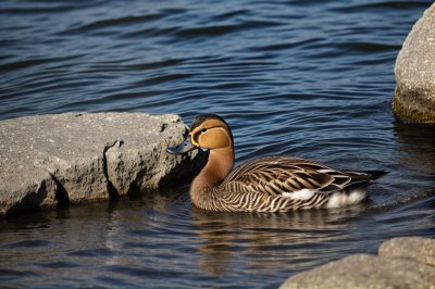 duck, waterfowl, feathers, rock, water, lake, wildlife, reflection, summer, natural, calm, nature, animal, character, scenery, sunset, tranquility, wetland, ecosystem, rest