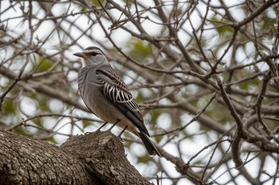 bird, nature, ashy starling, wildlife, ornithology, outdoor, plumage, beak, perched, summer, animal, species, bird call, fauna, insectivorous, tan, grass, rough, stone, natural habitat