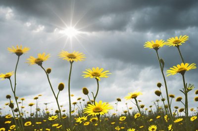 yellow daisies, wildflowers, sunburst, summer meadow, bright sunshine, outdoor flora, blue sky, nature wallpaper, blooming, cheerful, warm daylight, field of flowers, summer vibe, low angle photo, sunny day, sunlit flowers, clear sky, sun rays, sunny atmosphere, ai generated