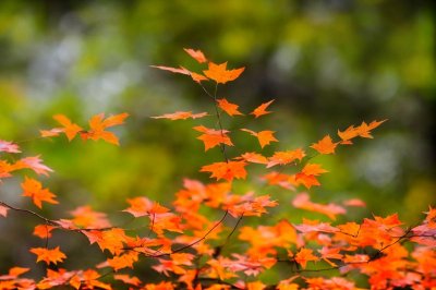 autumn, leaves, orange color, beautiful wallpaper, nature, macro, background, bokeh effect, outdoor, green background, twig, landscape, botany, yellow color, sunlight, brightness, beauty, fine, growth, delicacy, naturalness