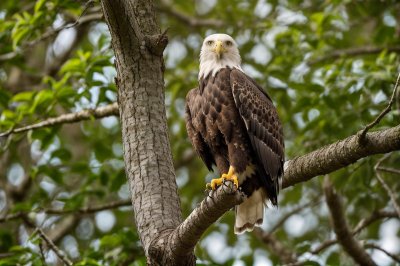 eagle, bird, raptor, nature, wildlife, hawk, predator, bandipur, beak, branch, forest, tree, leaf, avian, adventure, ecosystem, animal