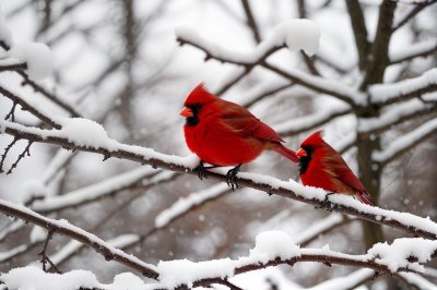 bird, red, cardinal, snow, winter, branch, tree, forest, animal, nature, wild, feather, cold, wintry, wildlife, natural, wood, sky, white