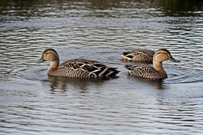 duck, ducks, pond, water, swimming, wildlife, bird, nature, mallard, floater, wild, feather, waterfowl, four, yellow beak, natural habitat, animal group, duckling, wilderness