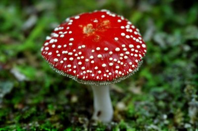 red fly agaric, nature, mushroom, moss, autumn, poisonous, decorative, fruiting body, meadow, macro, spot, luck symbol, wallpaper, macro photography, red, nature icon, hd wallpaper, botany, fungus, mycology, soft, grass