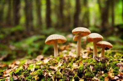 mushrooms, forest, moss, forest floor, autumn, nature, fresh, green, peaceful, ecology, microcosm, natural world, mushrooms growing, close-up, sereneness, fresh air, ecosystem, climate change, seasonal change, forest ecosystem