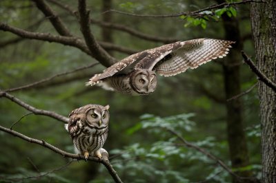 owl, forest, tree, speckled, branches, natural, long-eared owl, flight, green, feather, wildlife, animals, owls, nature, wild, ornithology, hunter, prey, motion, animal kingdom, morning