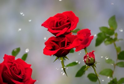 red rose, dewdrops, drops, nature, flower, rose, love, valentine, morning, petal, close-up, beauty, nature wallpaper, fresh, flora, romantic, rose petals, garden, romance, natural beauty