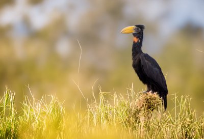 hornbill, savannah, exotic bird, wildlife, animal portrait, bird species, beak, black bird, african fauna, nature, birds of africa, wilderness, birds, beautiful birds, ecosystem, bucorvidae, open landscape, natural habitat, sunny day, ecology, horned birds