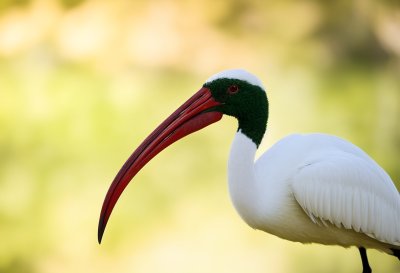 bird, ibis, ibis bird, long beak, white feathers, animals, nature, animal portrait, bird profile, creamy background, outdoor, natural habitat, bird detail, natural color, close-up, insects, wildlife, natural light, winged creature, Knysna, Western Cape, South Africa