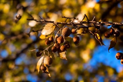 acorn, branches, leaves, autumn, tree, acorns on branch, autumn leaves, forest, nature, green leaves, ecological life, natural scenery, acorn season, yellow and brown leaves, oak tree, natural environment, ecological symbol, agriculture, ecological system