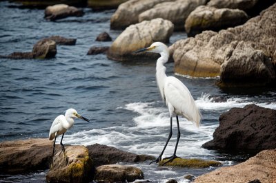 snowy egret, bird, wildlife, nature, water, rocky shore, ornithology, white color, summer season, rocks, splashing water, rocky background, wild bird, wings, fishing hunt, yellow feet, small quantity, outdoor scene, wave, biodiversity