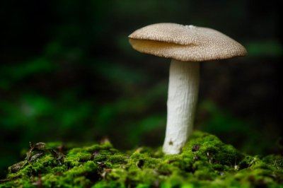 mushroom, nature, forest, moss, fall, mycology, natural light, tranquility, undergrowth, green, details, ecology, sponge, environment, ecosystem, symbiotic, botany, spore, soil