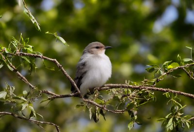 bird, nature, ornithology, feathers, bush, green, yellow, garden, leaves, environment, wings, photography, natural, resting, bird on bush, wildlife, beautiful, black and white, singing, urban