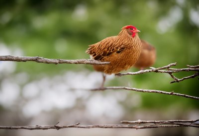 hen, agriculture, bird, clucking, branch, countryside, livestock, nature, outdoor, funny, color, white, brown, perched, singing, farm, cohesive, open beak, poultry, feather