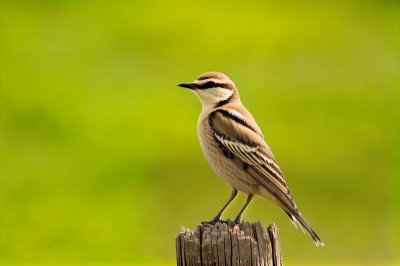 wheatear, songbird, bird on branch, oenanthe, passerine, nature, plumage, birdwatching, summer, outdoors, nesting, high resolution background, outdoor wooden post, bird, ecology, ornithology, observation, biology, natural environment, fauna, czech bird