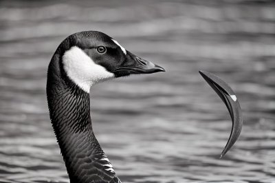 canada goose, waterfowl, bird beak, black and white head, bird profile, feathers, wilderness, beak, natural environment, goose, terrestrial fauna, large bird, grey feathers, animal portrait, wild bird, close-up, bird in nature, ecosystem