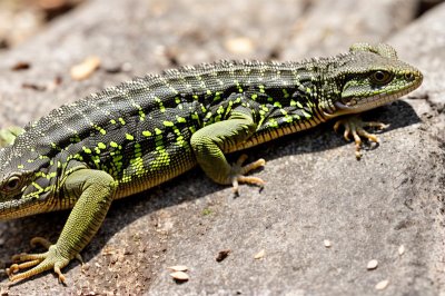 lizard, wall lizard, podarcis muralis, reptile, wildlife, scales, basking, stone, sunbathing, camouflage, texture, background, head, nature, animal, concrete surface, closeup, natural selection, saurian