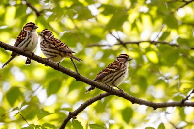 sparrows, birds, pair, branch, tree, leaves, wildlife, nature, bokeh, background, outdoor, wild, feathered, yellow, green, decoration, urban, close-up, animals