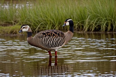 bar-headed goose, ornithology, nature, wildlife, feathers, waterfowl, beak, animal, fauna, avian, birdwatching, gray, green leaves, botanical garden, tranquility, stroll, park, bird migration, echinoderms, natural habitat