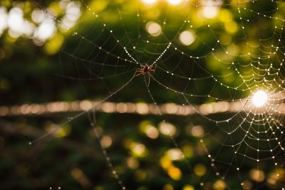 spiderweb, blur, macro, nature, sun, insects, natural textures, beautiful composition, close-up, interesting angle, spider landscape, abstract, translucency, soft light, autumn colors, rain, bugs, summer, moment