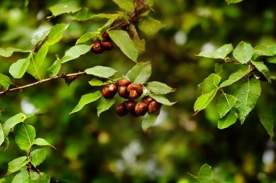 chestnut, tree, leaves, nature, branch, autumn, ripe, natural scene, green, sharp, thorn, natural beauty, garden, juvenile, forest fruit, landscape, husk, green leaves, macro photography