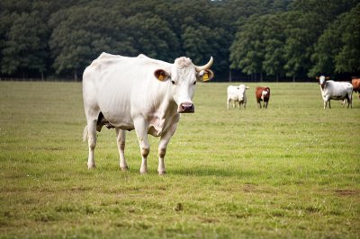 cow, cattle, bull, pasture, field, agriculture, white animal, mammal, muscular, rural, nature, grass, outdoors, farm, cattle farming, beef cattle, idyllic scene, greenery, summer day