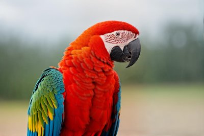 parrot, free wallpaper, macaw, wallpaper 4k, red and blue, hd wallpaper, laptop wallpaper, nature, bird, feathers, wildlife, fauna, uniqueness, colors, wallpaper hd, background, windows wallpaper, fruit and nuts, close-up, 4k wallpaper 1920x1080, free background, desktop backgrounds, full hd wallpaper, cool backgrounds, 4k wallpaper, beautiful wallpaper, exotic, natural beauty, details, glossy, feathered, national park, mac wallpaper, conservation