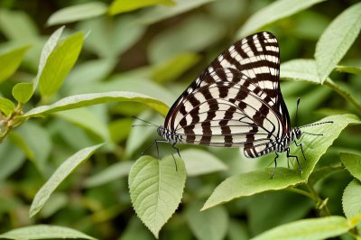 butterfly, nature, insect, macro, wing, plant, fauna, leaf, garden, close-up, outdoors, nature scene, grass, peace, beauty of nature, colorful, freedom, summery, season, natural beauty