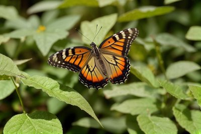butterfly, nature, insect, macro, wings, leaf, veins, insects, wildlife, detail, beauty, environment, macrophotography, biology, fauna, cause, life, nature details